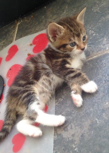 Schattige kittens opzoek naar echte dierenvrienden