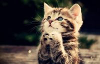 Een nieuw familielid gezocht