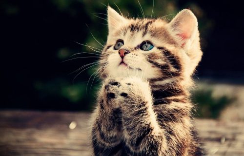 Een nieuw familielid gezocht