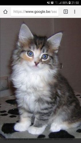 Wij zijn op zoek naar een langharige kitten
