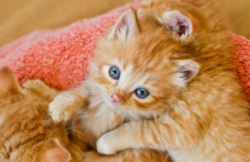 Op zoek naar een ros katje