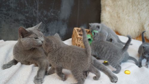 Opperste, lieve en aanhankelijke met alle accessoires