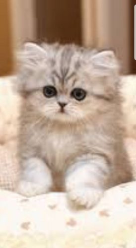 Opzoek voor een kitten