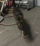1 jaar oude meisjes poes