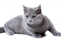 kitten gezocht regio geel