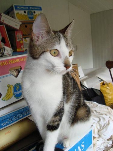 GRATIS kattin van 6 jaar oud en ze is gesteriliseerd.