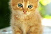 rosse kitten