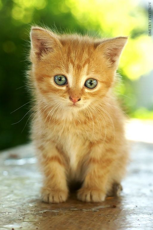 GEZOCHT Als verrassing: Rosse kitten