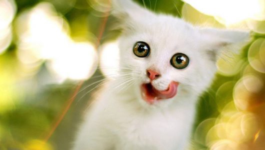 Kitten-achtergronden-jonge-katjes-hd-kittens-wallpapers-foto-19