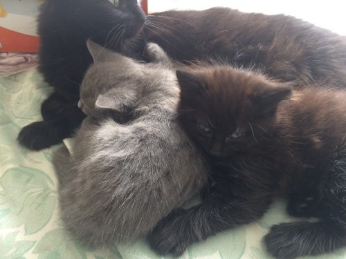 2 kittens: zwart/mannetje + grijs/vrouwtje