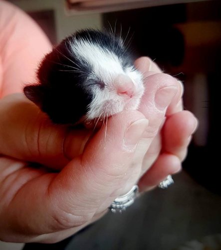 ik zoek vrouwelijk kitten in w-vl