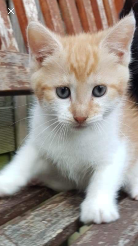 Katertje 4 maand oud