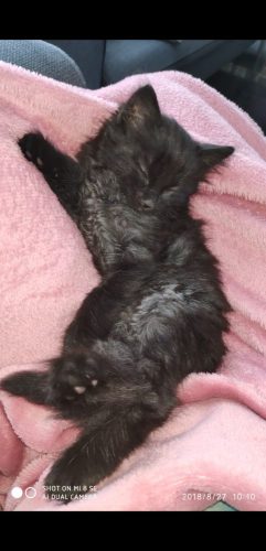 Gratis kater regio Maasmechelen