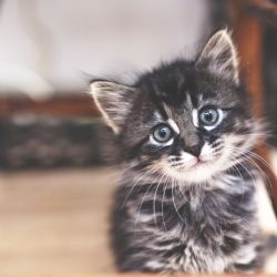 kitten-looking-at-camera-521981437-57d840213df78c583374be3b