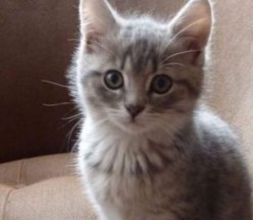 Beste ik ben op zoek naar een kitten