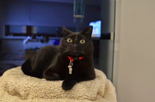 Zwarte meisjeskitten