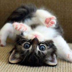 38Kittens-Cutest-Funny-