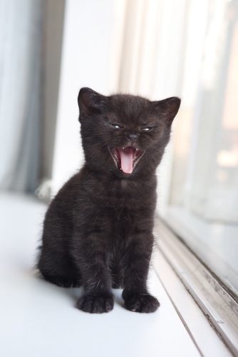 Zwart poezenkindje gezocht ?