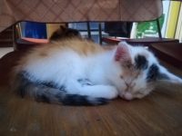 1 kitten tricolor