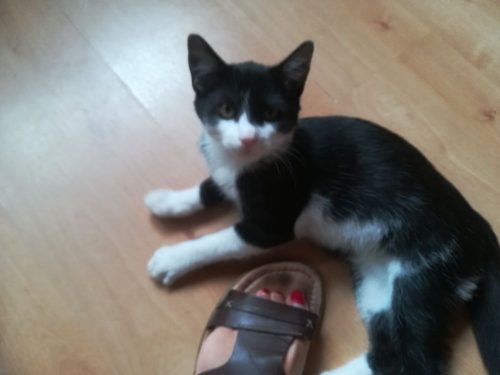 Katertje ter adoptie