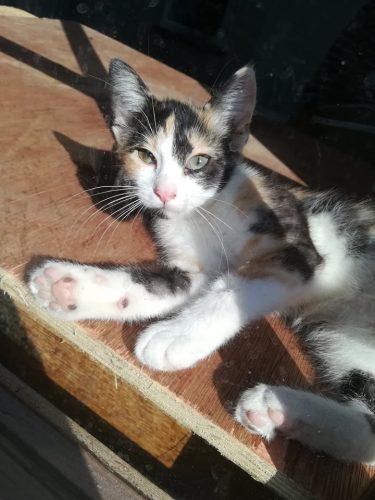 Lieve kitten zoekt huisje!