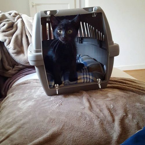 Opzoek naar een kitten