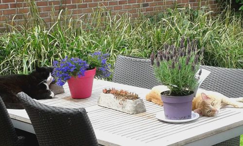 wit met grijze kittens ,