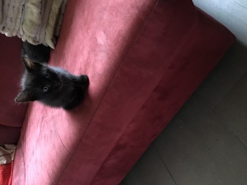 Gouden mandje gezocht