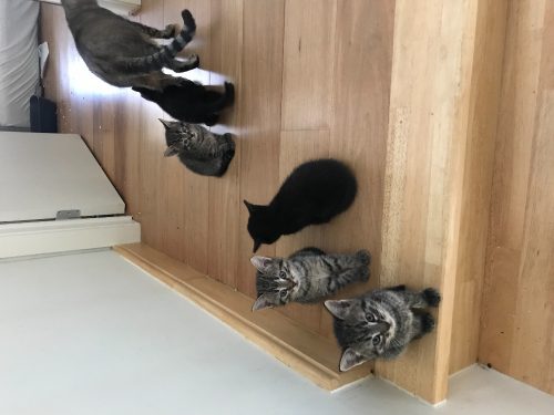 Zwart/tijger kittens af te halen in Kortrijk