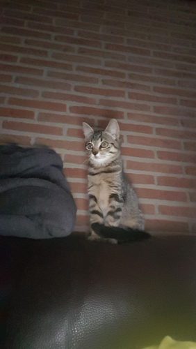 getijgerde kitten
