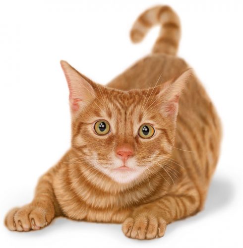 kleur rosharig of tijgertje