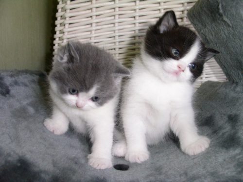 Ik zoek voor mijn 7 jarige dochter een lieve kitten.