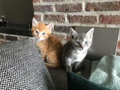 2 Kittens: 1 rostje + 1 tijgertje