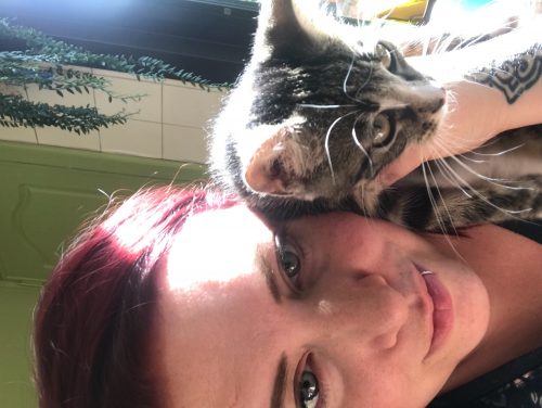 Pleegmama kittens Antwerpen