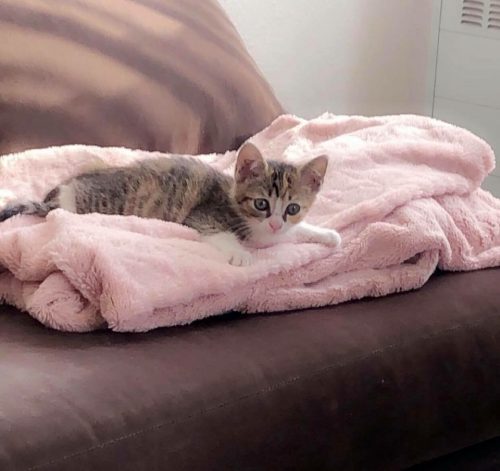 Gratis Kitten ongeveer 4 maanden oud