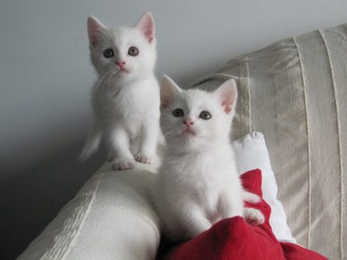 Gezocht kitten voor adoptie