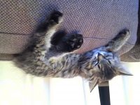 Langharige kitten gezocht