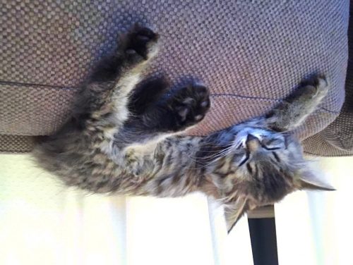 Langharige kitten gezocht