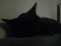 Kitten (5maanden)