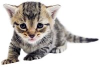 Mijn vriendin en ik zijn op zoek naar een kitten die klaar is om het nest te verlaten.