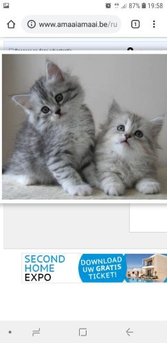 Hallo Ik zoek 2 kittens!