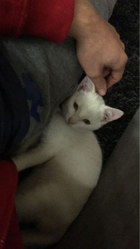 Gratis katertje +/- 2 maand