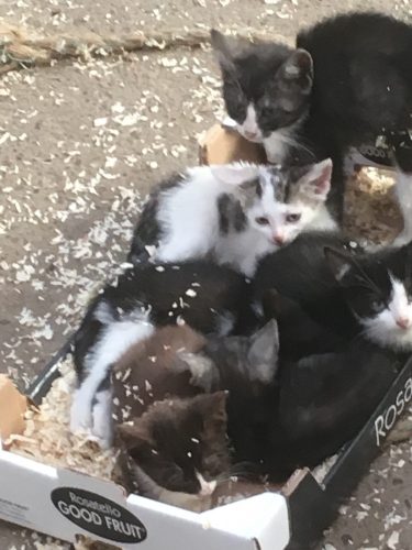Kittens mogen naar nieuwe thuis