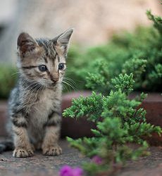 230px-Kitten_in_Rizal_Park,_Manila