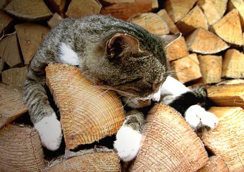 Wij zoeken kitten als verjaardag’s geschenk zoontje