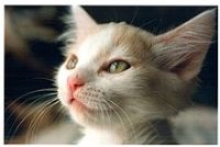 Ik zou graag en kitten willen