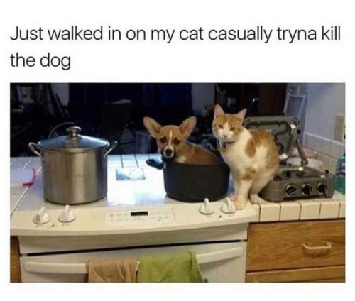 Opzoek naar een kitten of kat