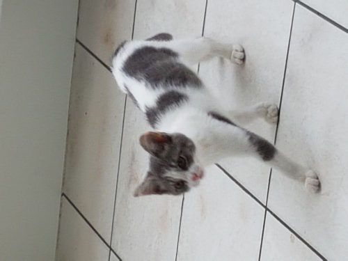 Opzoek naar een lief kitten