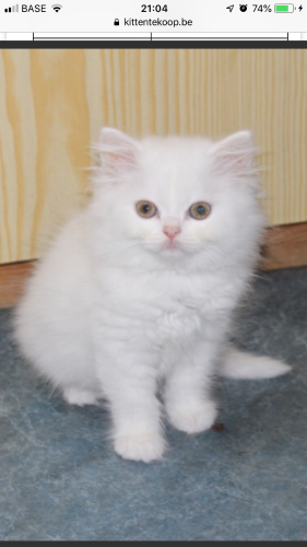 Kitten gezocht voor verrassing zoontje