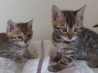 Jong leuk koppel zoekt een kitten voor gezelschap !